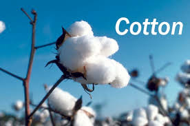 Cotton in the raw